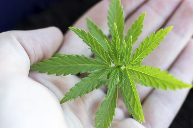 curiosidades sobre el cannabis